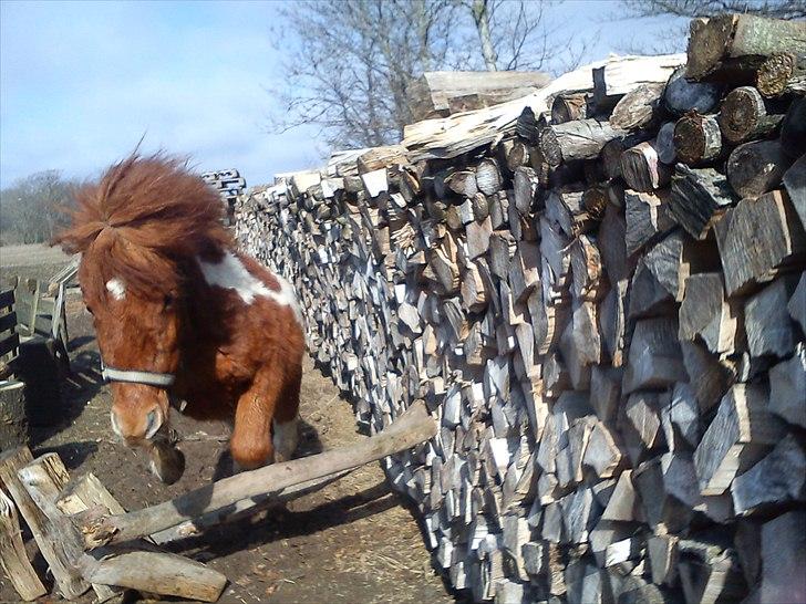 Anden særlig race Anemonne - dejlige pony billede 6