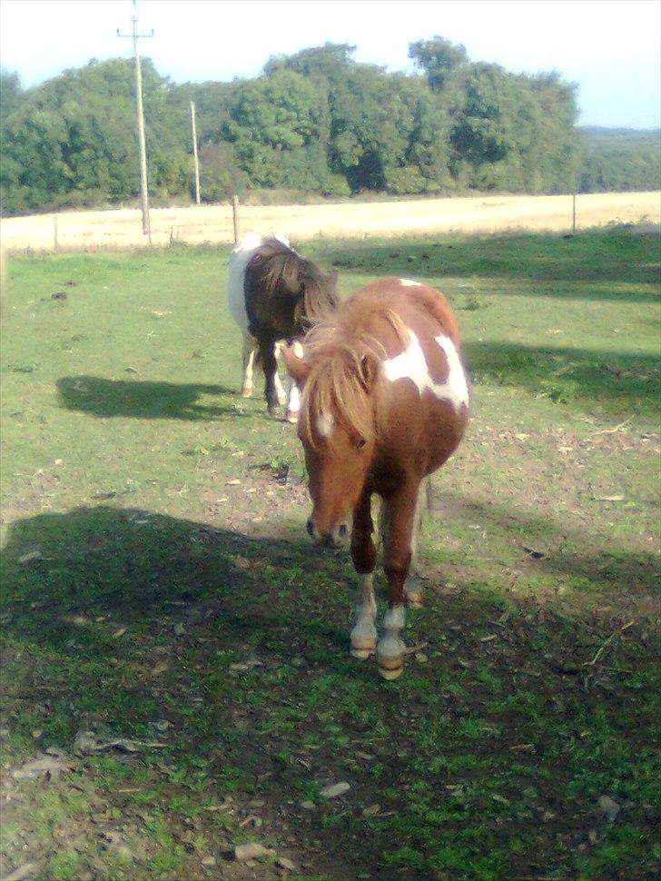 Anden særlig race Anemonne - I<3U billede 7