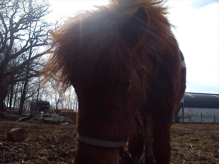Anden særlig race Anemonne - HEJSA. jeg hedder anemonne billede 5