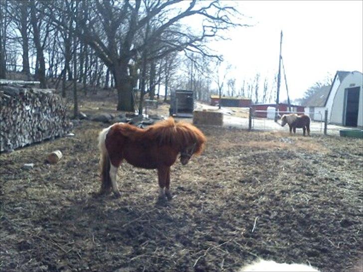 Anden særlig race Anemonne - du er så sød og cute er du og billede 8