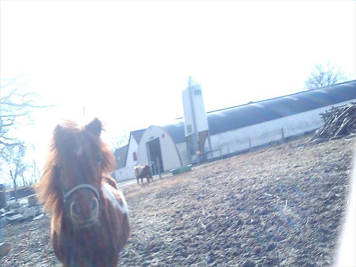 Anden særlig race Anemonne - elsker dig skat billede 9