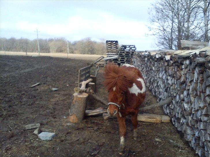 Anden særlig race Anemonne - ja jeg kom over billede 10
