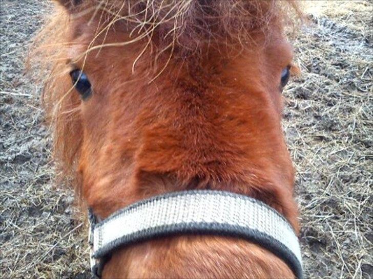 Anden særlig race Anemonne - se mig  billede 11