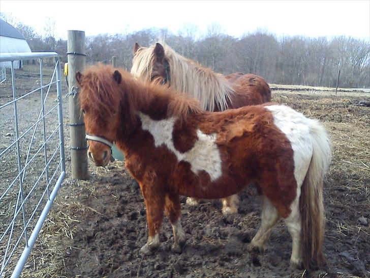 Anden særlig race Anemonne - god fotomodel billede 12