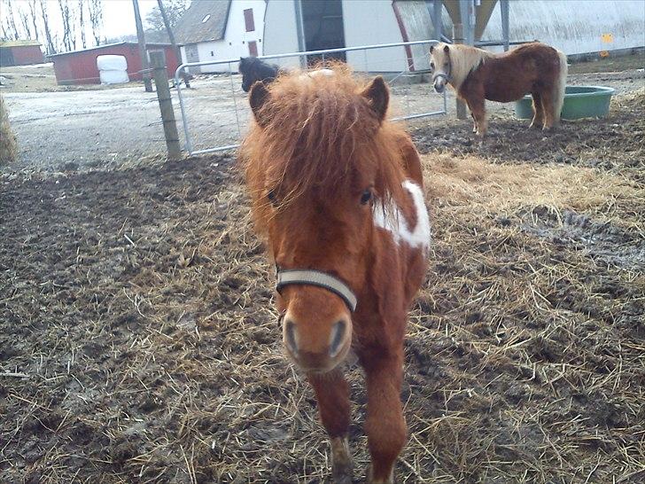 Anden særlig race Anemonne - :-* billede 15