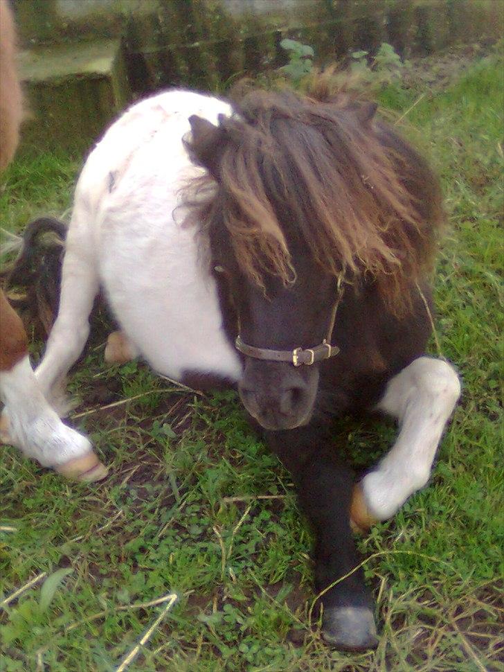 Anden særlig race tinka - velkommen til tinka´s profil billede 1