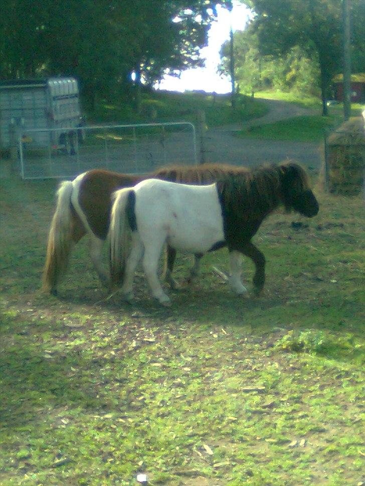 Anden særlig race tinka - tossehoved billede 2