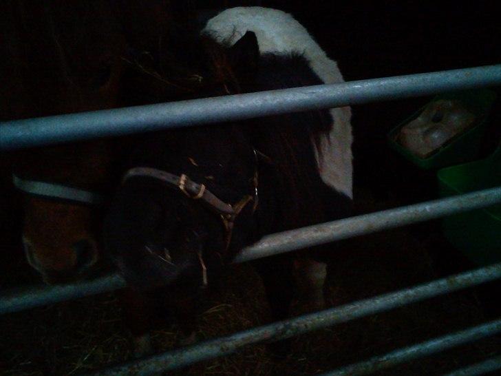 Anden særlig race tinka - skøre pony.. miss you billede 5