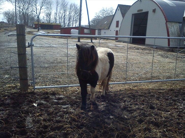 Anden særlig race tinka - I<3U billede 7