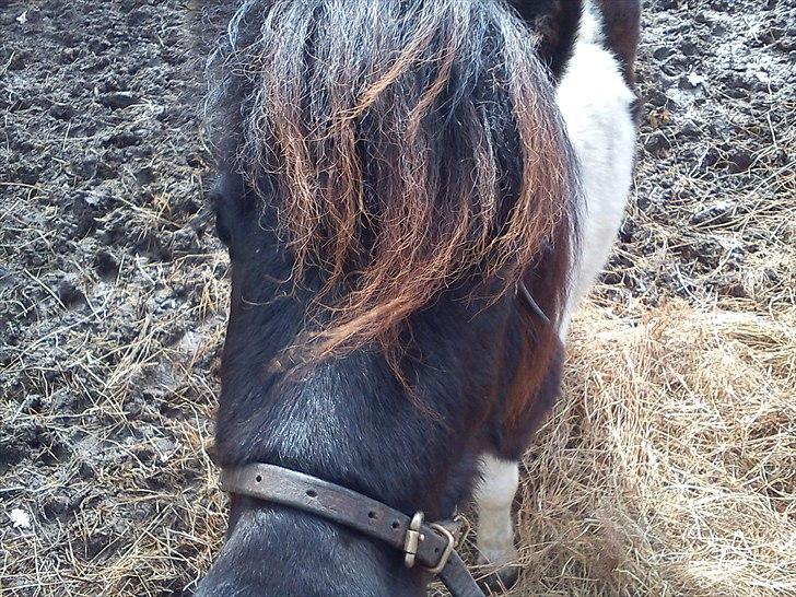Anden særlig race tinka - ER JEG IKKE BARE SMUK?? billede 8