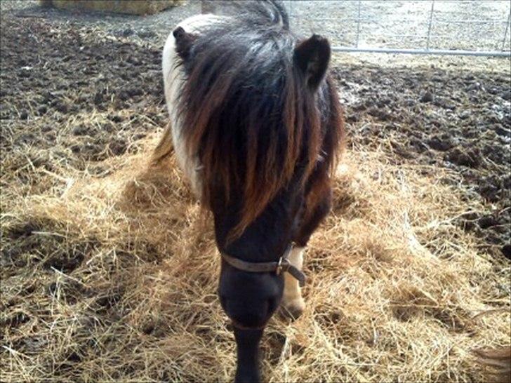 Anden særlig race tinka - rigtig smuk fotomodel billede 10