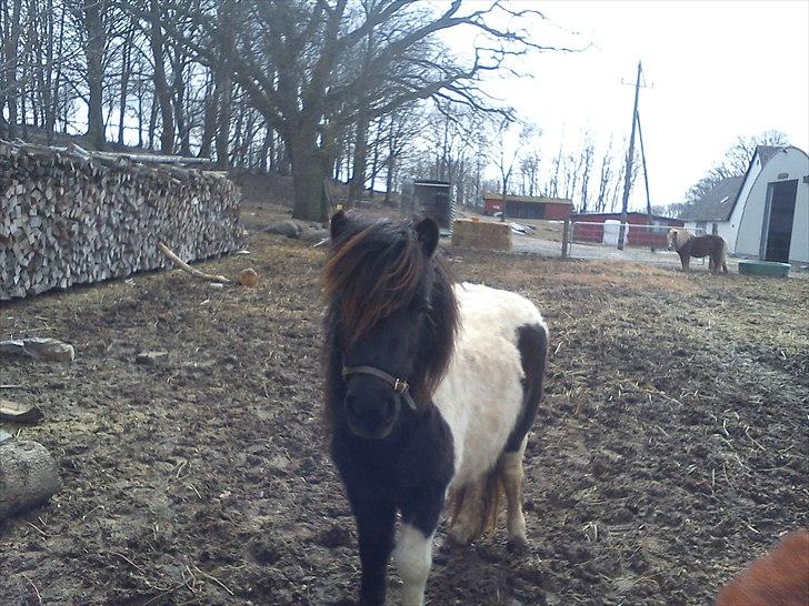Anden særlig race tinka - se her er jeg billede 11