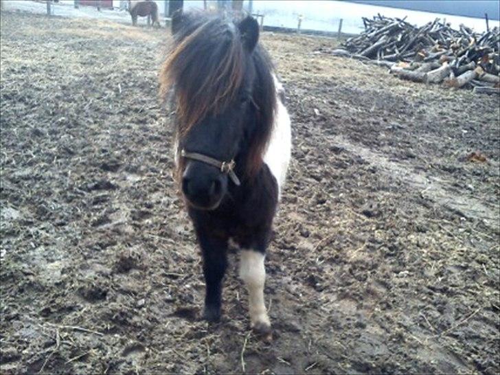 Anden særlig race tinka - hov! var du der billede 14