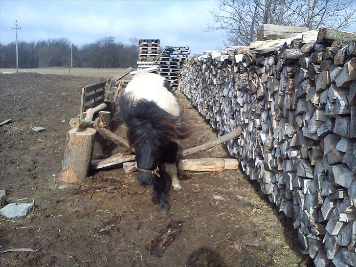 Anden særlig race tinka - jubii jeg elsker at springe billede 4