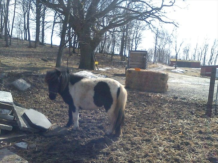 Anden særlig race tinka - tinka pigen<3 billede 12