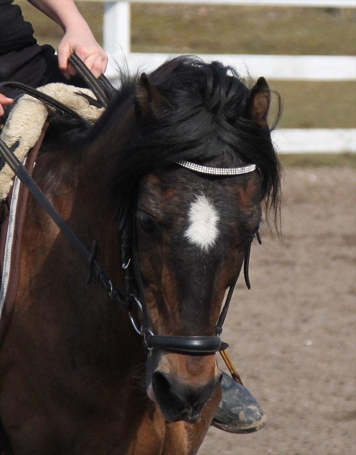 Welsh Pony af Cob-type (sec C) Gribsvads Tango<3 R.I.P - Lango JEG ELSKER DIG<33 billede 1