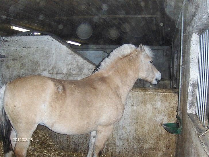 Fjordhest Freja Skinfax *himmelhest* - Hestene nyder at kunne nusse og snakke med hinanden ved muren i boksen. billede 11