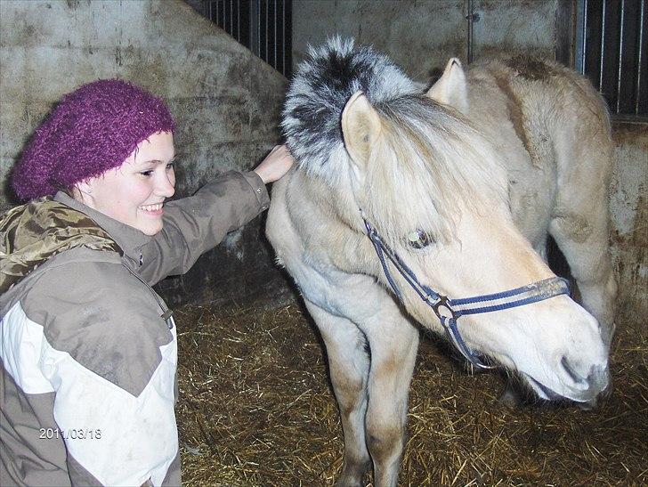 Fjordhest Stald Kiels Poesi * Solgt* - Ummm hun er også go til at klø billede 9