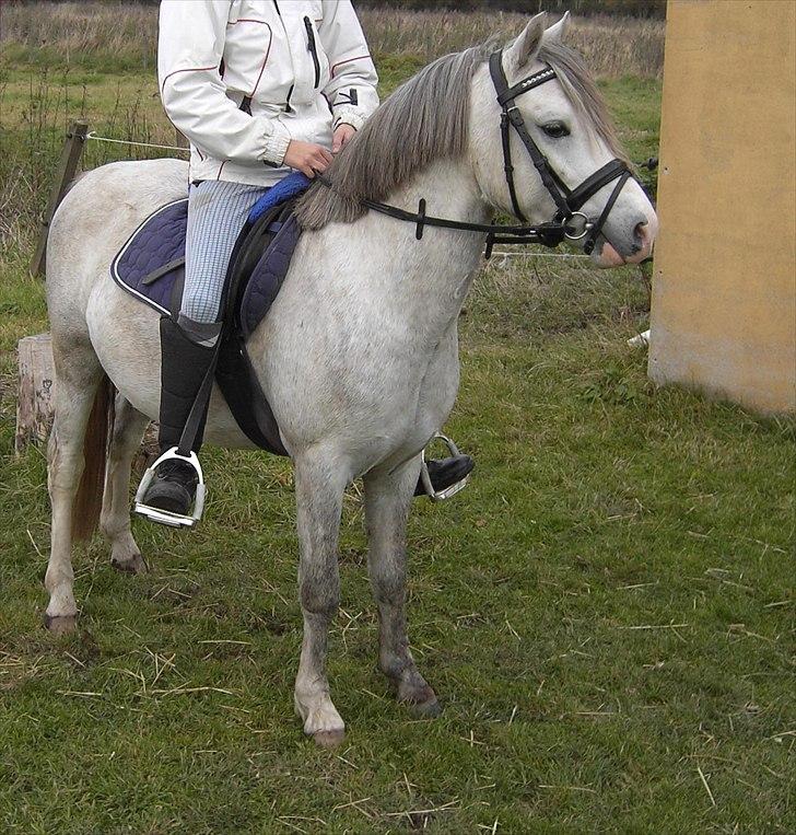 Welsh Pony (sec B) Mr. Caymann billede 18