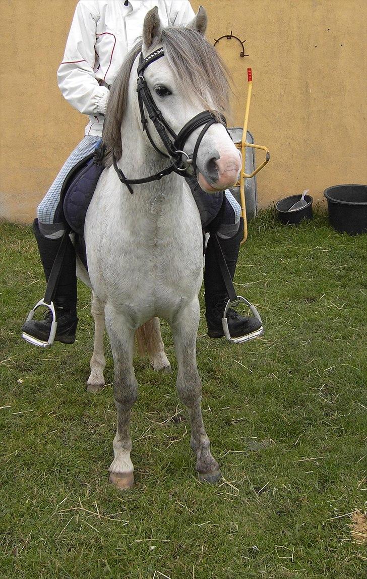Welsh Pony (sec B) Mr. Caymann billede 19