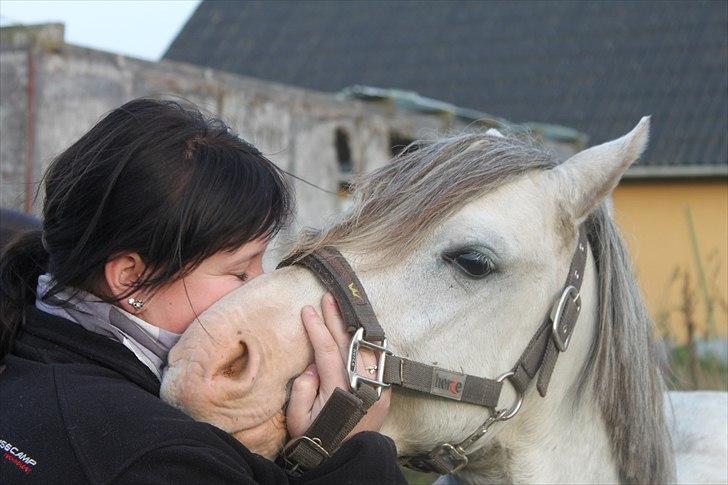Welsh Pony (sec B) Mr. Caymann billede 20