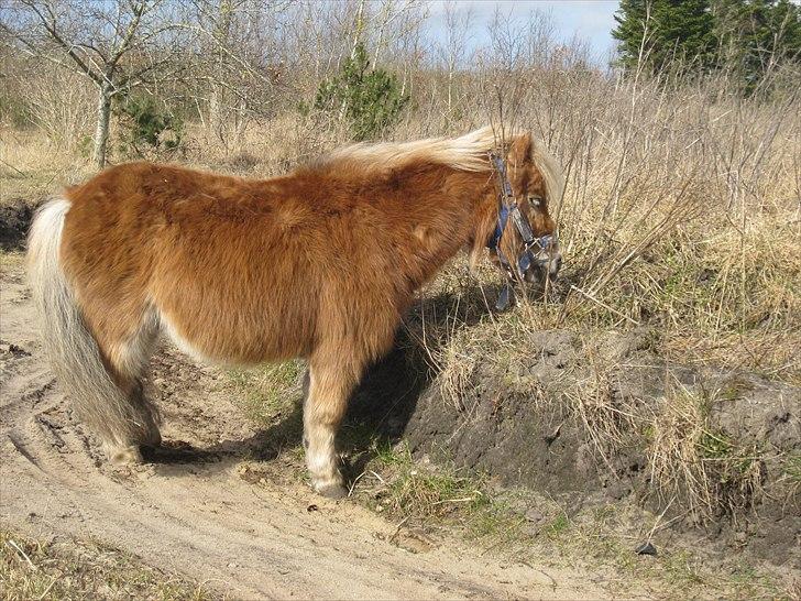 Shetlænder Max *Solgt* billede 8