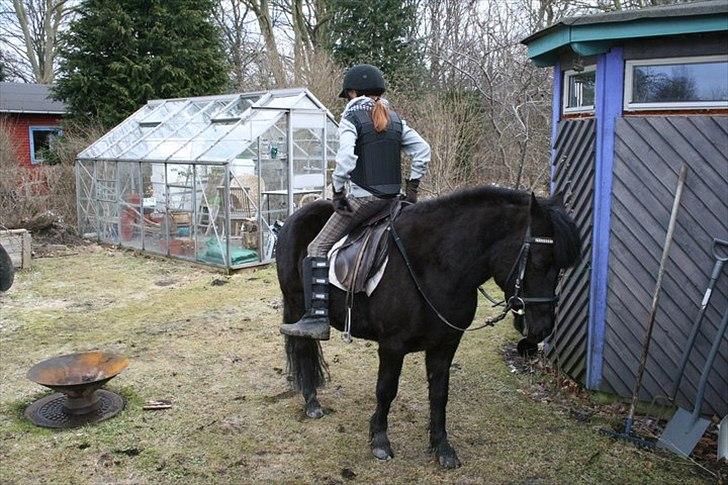 Anden særlig race Lucy - Sidde Baglæns xD Foto: Far billede 7