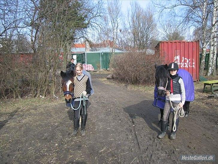 Anden særlig race Lucy - Team E.L.B.A På vej hen til folden  xD billede 10