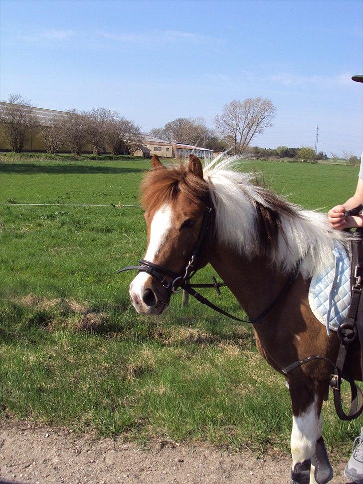Anden særlig race Sherif  billede 1