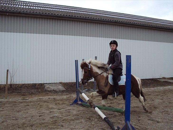 Anden særlig race Sherif  billede 2