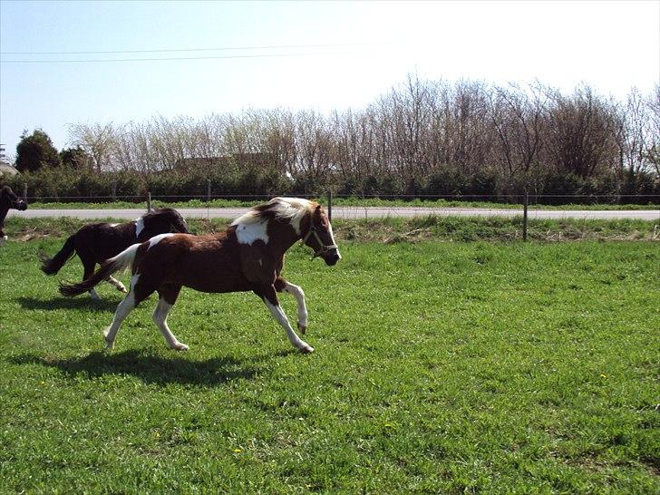 Anden særlig race Sherif  billede 3