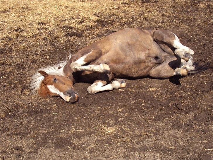 Anden særlig race Sherif  billede 4