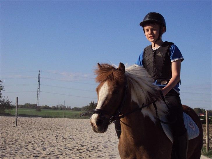 Anden særlig race Sherif  billede 5