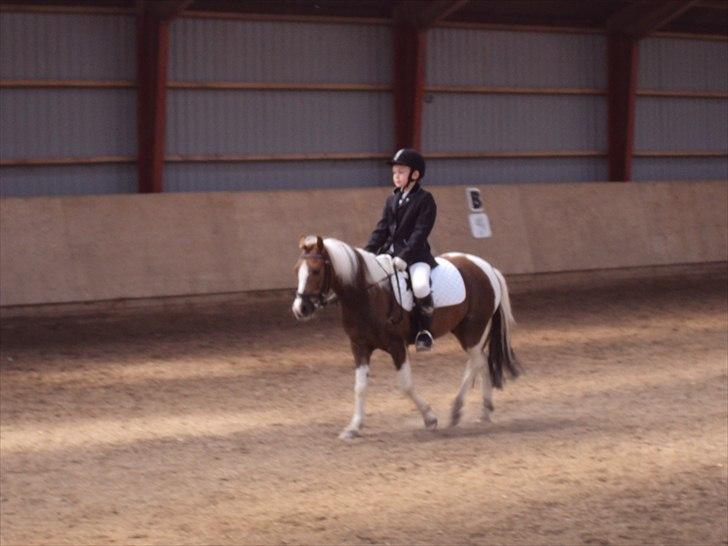 Anden særlig race Sherif  billede 6