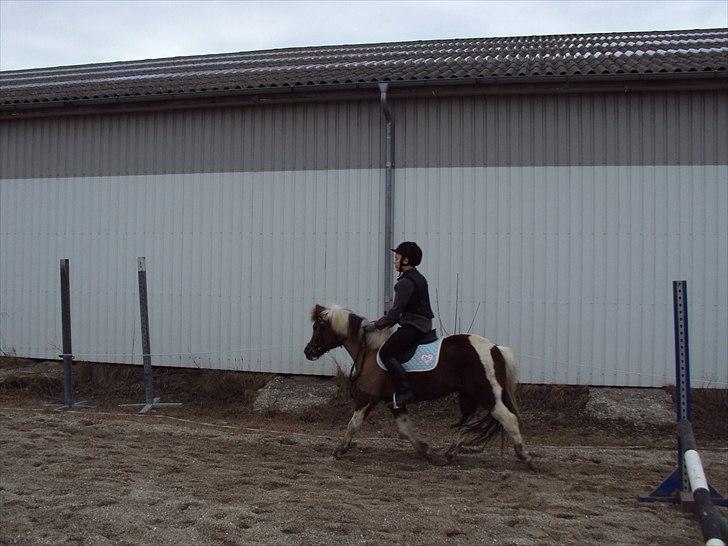 Anden særlig race Sherif  billede 7