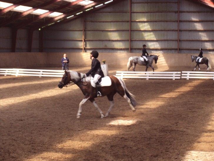 Anden særlig race Sherif  billede 8