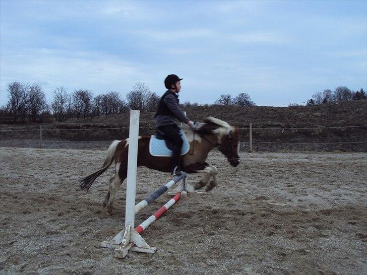 Anden særlig race Sherif  billede 9