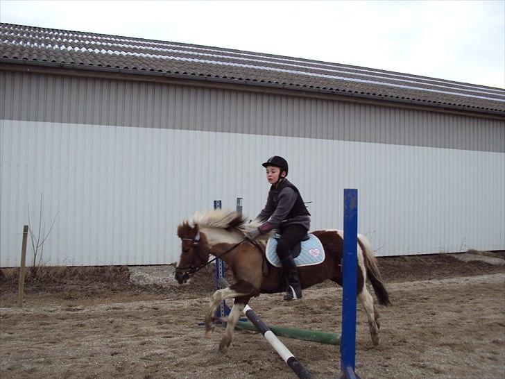 Anden særlig race Sherif  billede 10