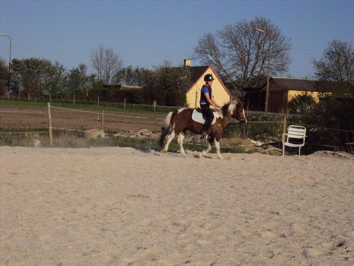 Anden særlig race Sherif  billede 11