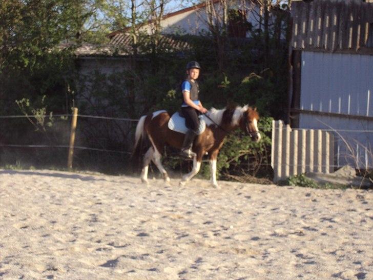 Anden særlig race Sherif  billede 12