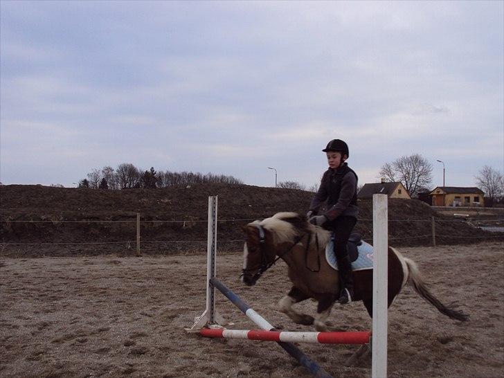 Anden særlig race Sherif  billede 13