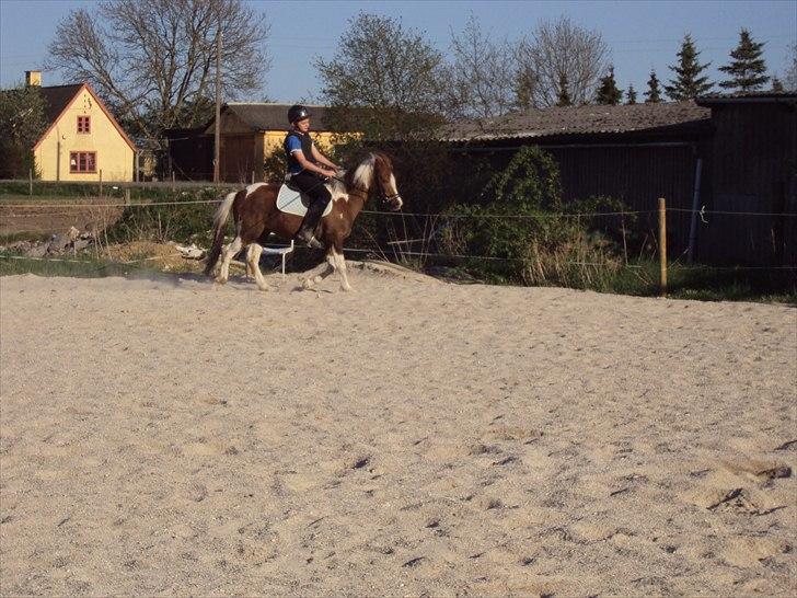 Anden særlig race Sherif  billede 14