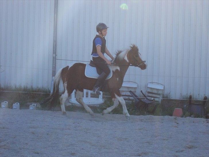 Anden særlig race Sherif  billede 15