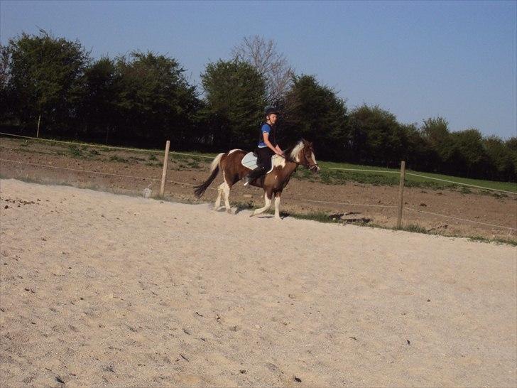 Anden særlig race Sherif  billede 17