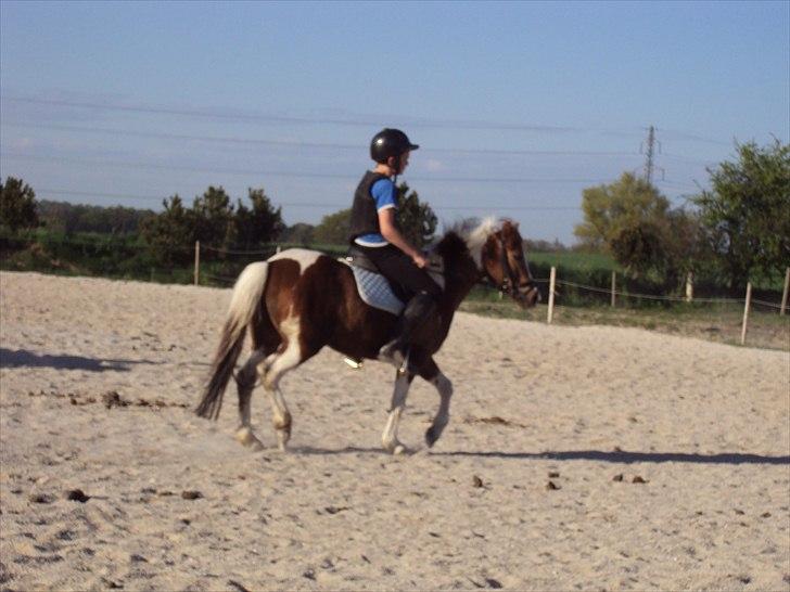 Anden særlig race Sherif  billede 18