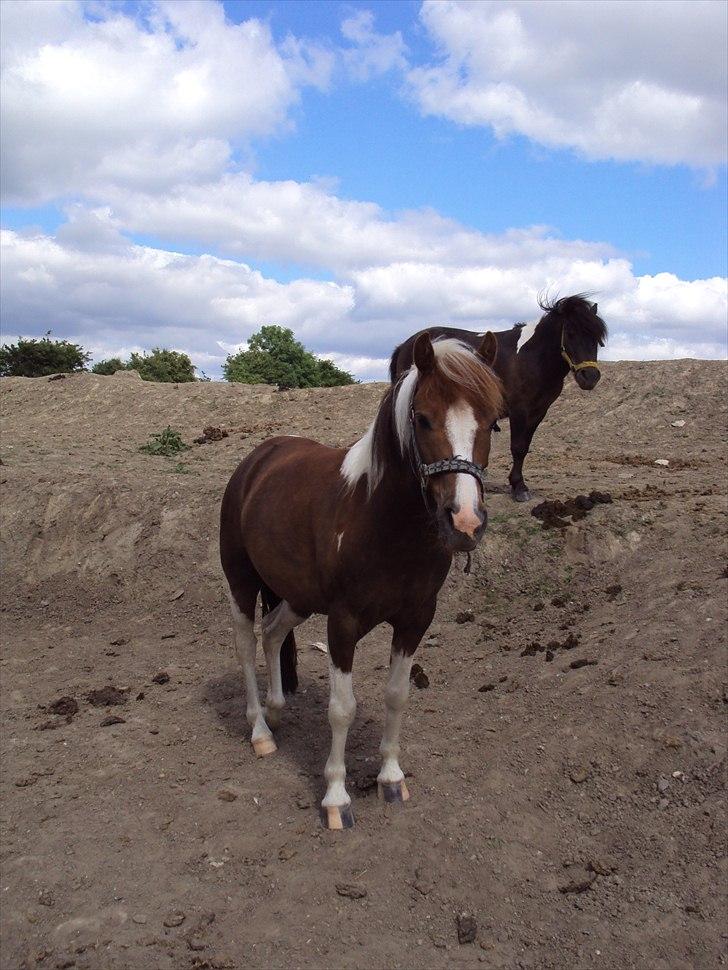Anden særlig race Sherif  billede 19