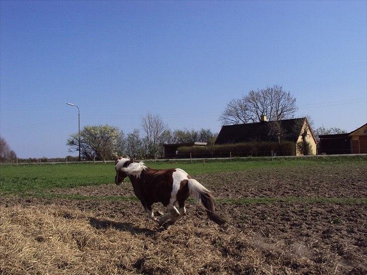 Anden særlig race Sherif  billede 20