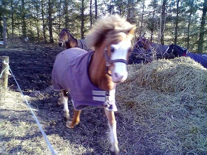 Welsh Mountain (sec A) Waterland`s Pucahontas SOLGT:`( - Puca kommer ind fra fold...med drøn på billede 11