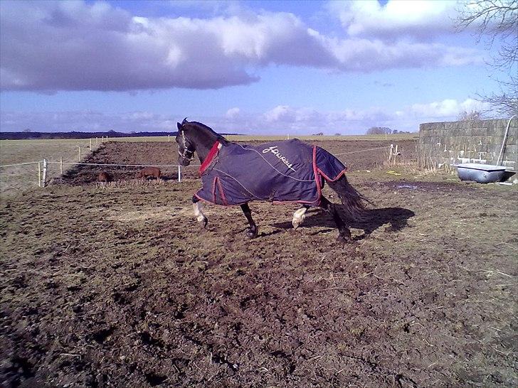 Welsh Cob (sec D)  Meter billede 5