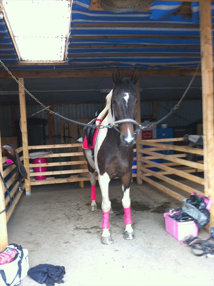 Pinto Kasmir Rugholm billede 16